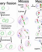 Image result for Dividing Cell and Non-Dividing Cells