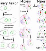 Image result for Dividing Cell and Non-Dividing Cells