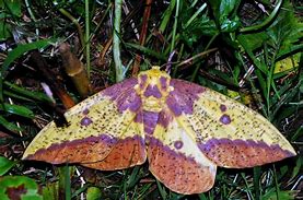 Image result for Large Ohio Moth