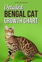 Image result for Bengal Cat Growth Chart