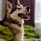 Image result for Husky Malamute Mix