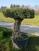 Image result for Olive Tree Landscape Design