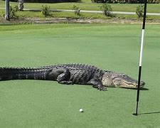 Image result for Gator Golf Map