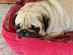 Image result for Baby Pugs Sleeping