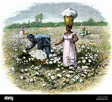 Image result for Black Picking Cotton