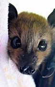 Image result for baby bat care