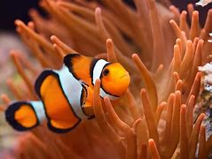 Image result for Clownfish Fry Food