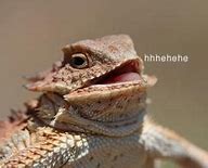 Image result for Stop Talking Lizard Meme