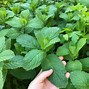 Image result for Creeping Mint Ground Cover