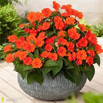 Image result for Orange Houseplants