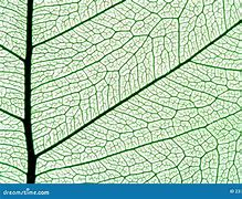 Image result for Realistic Leaf Clip Art