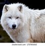 Image result for Wolf Side Rear View