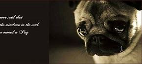 Image result for Pug Sayings