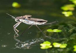 Image result for Pond Pests