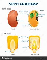 Image result for Corn Seed Structure Diagram