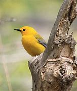 Image result for Songbirds List