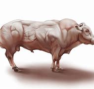 Image result for Myostatin Inhibito