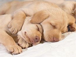 Image result for Cute Dog Hug