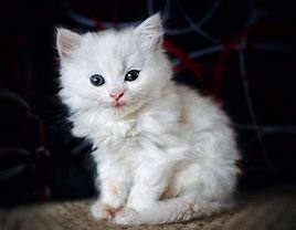 Image result for White Fluffy Cat with Pink Fairy Wings