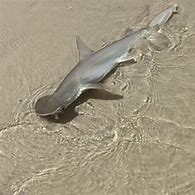 Image result for Baby Hammerhead