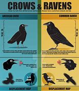 Image result for raven vs crow sound