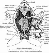 Image result for Frog Digestive System Diagram Labeled