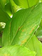 Image result for Leaf Spot in Turmeric Plant