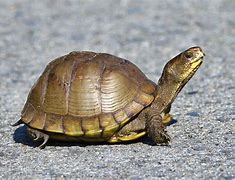 Image result for Pet Three Toed Box Turtle