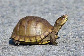 Image result for Three Toed Box Turtle Growth Chart