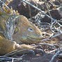 Image result for Galapagos Land Iguana