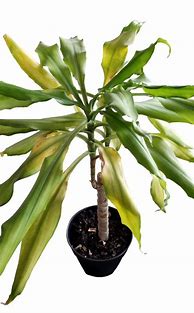 Image result for Dracaena Leaves Gone Pale