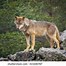 Image result for Close of a Wolf's Side View