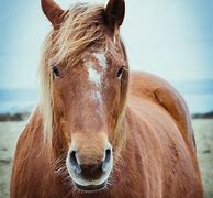 Image result for Horse Mane Front View