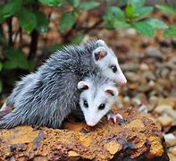 Image result for Possum Babies