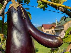 Image result for Largest Eggplant