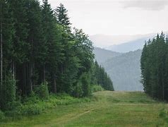 Image result for Mountain Forest Scenery