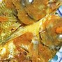 Image result for Ikan Kakap Putih Jantan