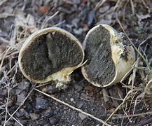 Image result for Scleroderma Sp