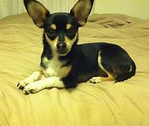 Image result for Fox Terrier X Chihuahua