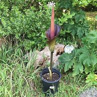 Image result for Voodoo Lily Dracunculus Vulgaris