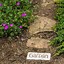 Image result for Garden Gravel Pathway