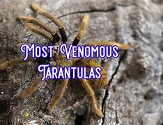 Image result for Venomous Tarantula