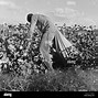 Image result for Black Picking Cotton