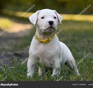 Image result for Dogo Argentino Puppy