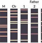 Image result for Paternity DNA Markers Examples