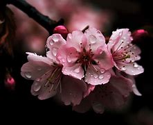 Image result for What IA Cherry Blossom Flower