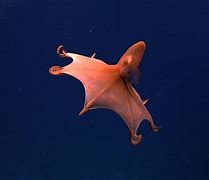 Image result for Vampire Squid Classification Chart