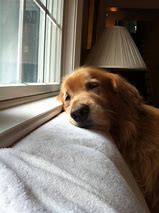 Image result for Dog Waiting Laugh Meme