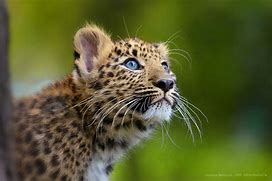 Image result for Leopard Whiskers