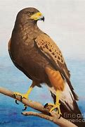 Image result for Hawk Painting